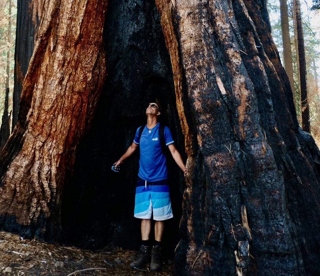 In Sequoia breed - Als bomen konden spreken
