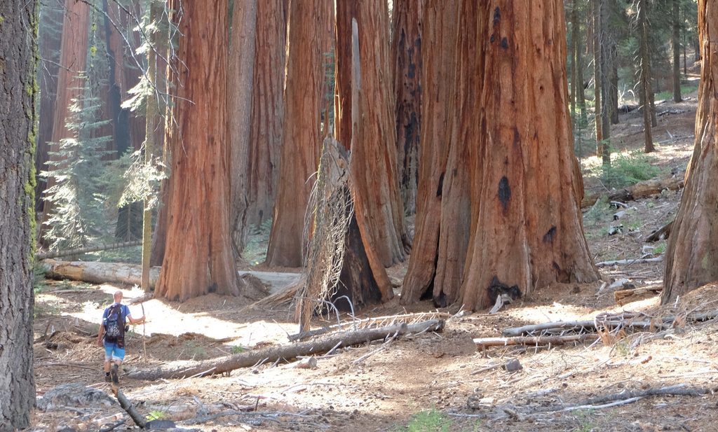 In Sequoialand - Als bomen konden spreken